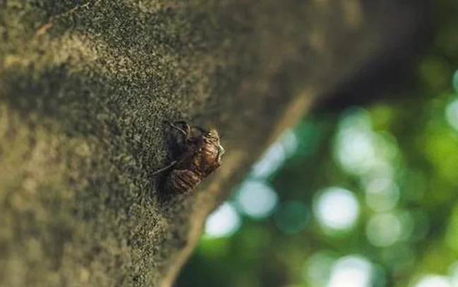 30句抗挫励志句子：熬过低谷，便是繁花